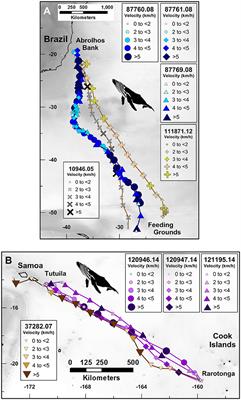 Route Fidelity during Marine Megafauna Migration